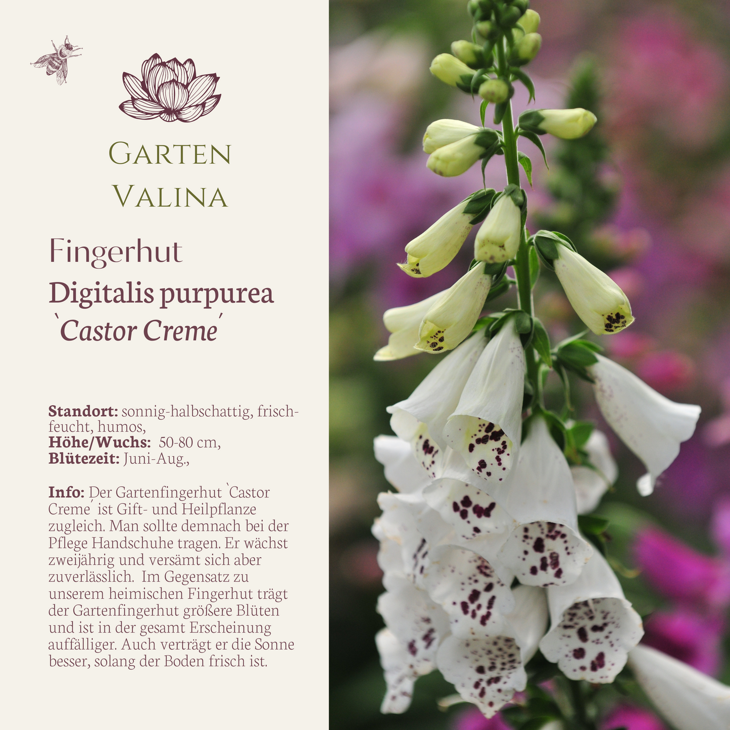 Fingerhut `Castor Creme´