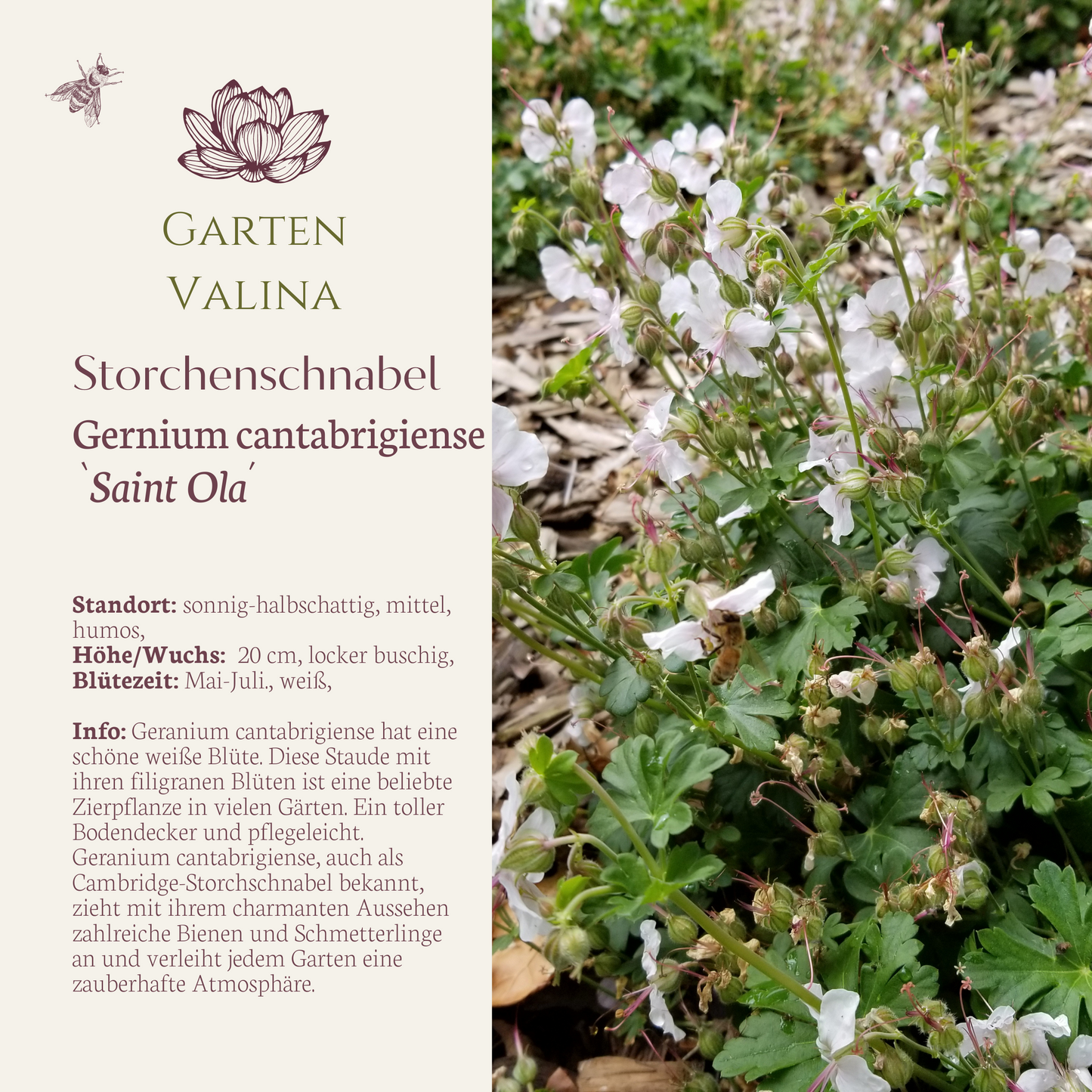 Storchenschnabel `Saint Ola´