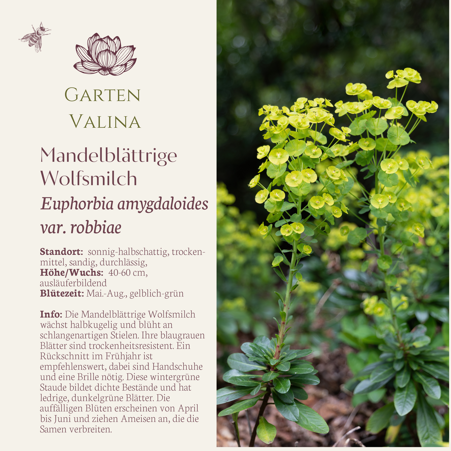 Mandelblättrige Wolfsmilch