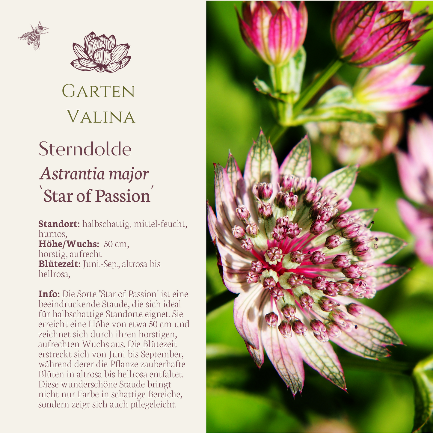 Sterndolde `Star of Passion´