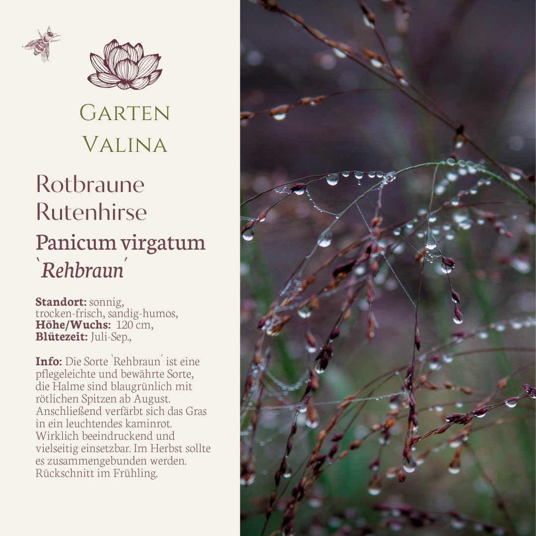 Rutenhirse `Rehbraun´