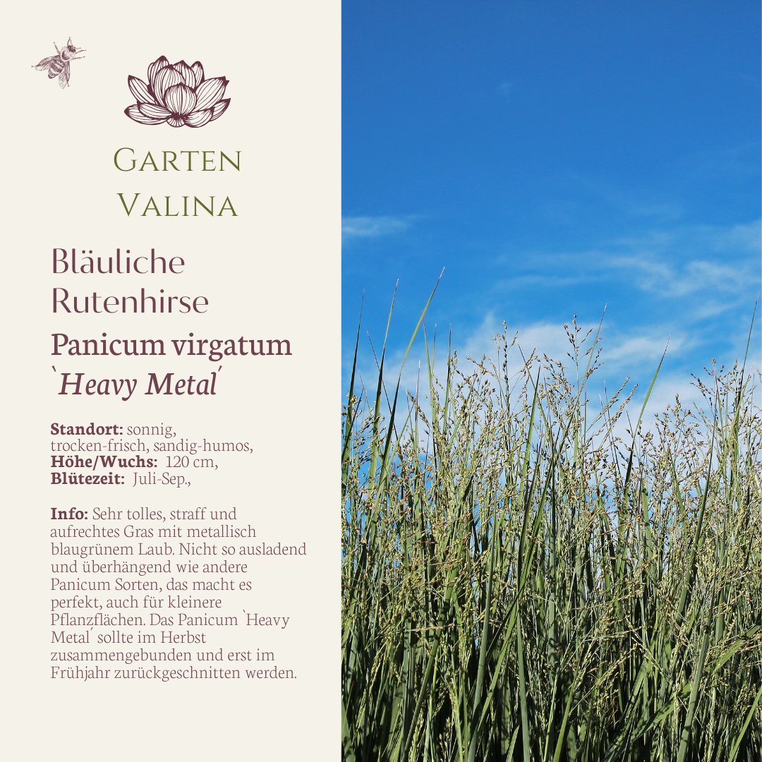 Bläuliche Rutenhirse `Heavy Metal´