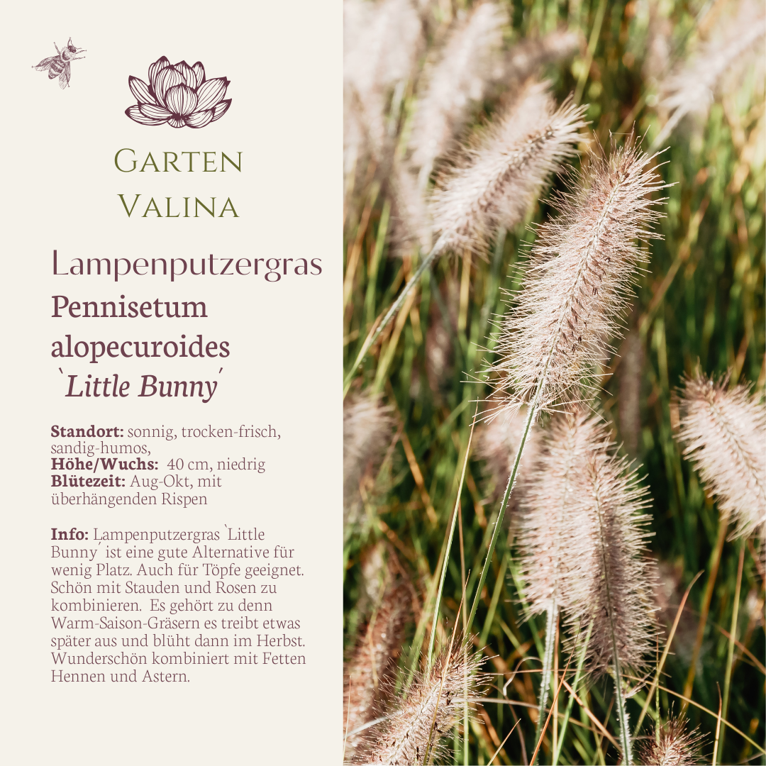 Lampenputzergras `Little Bunny´