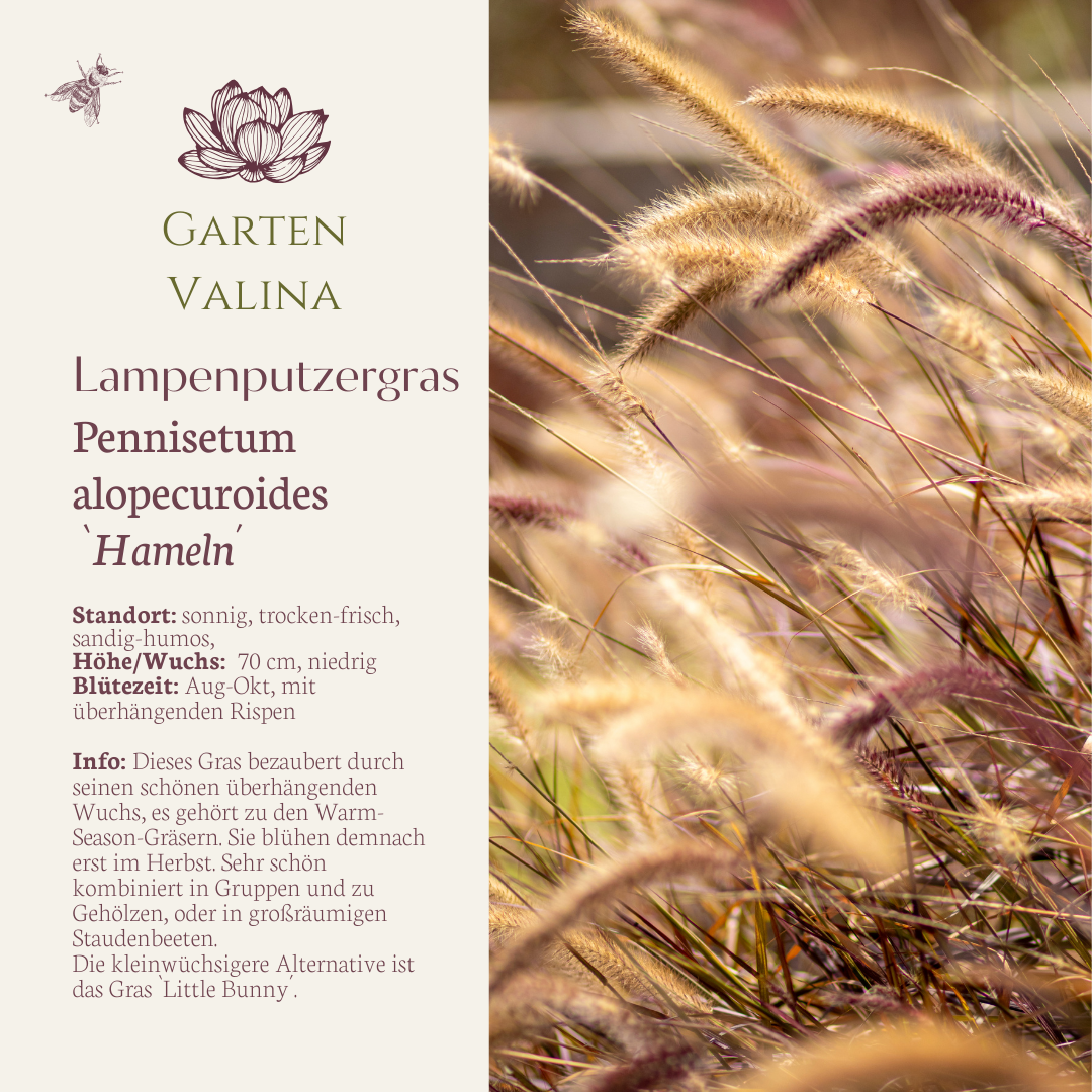 Lampenputzergras `Hameln´