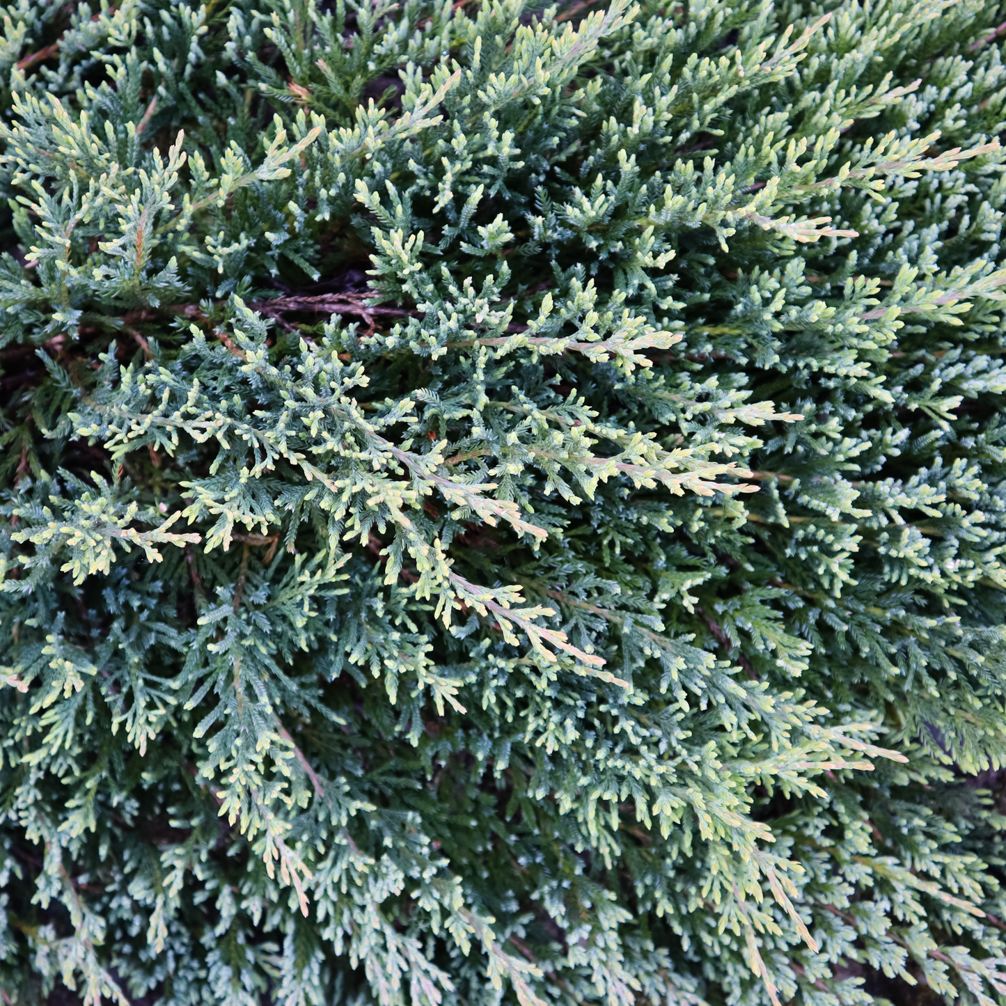 Juniperus squamata 'Blue Carpet' - Zwerg-Wacholder