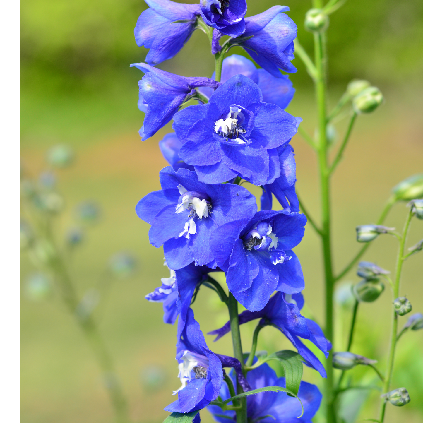 Rittersporn 'Piccolo'