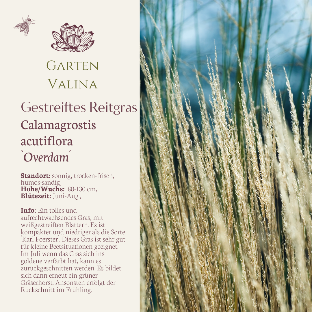 Gestreiftes Reitgras