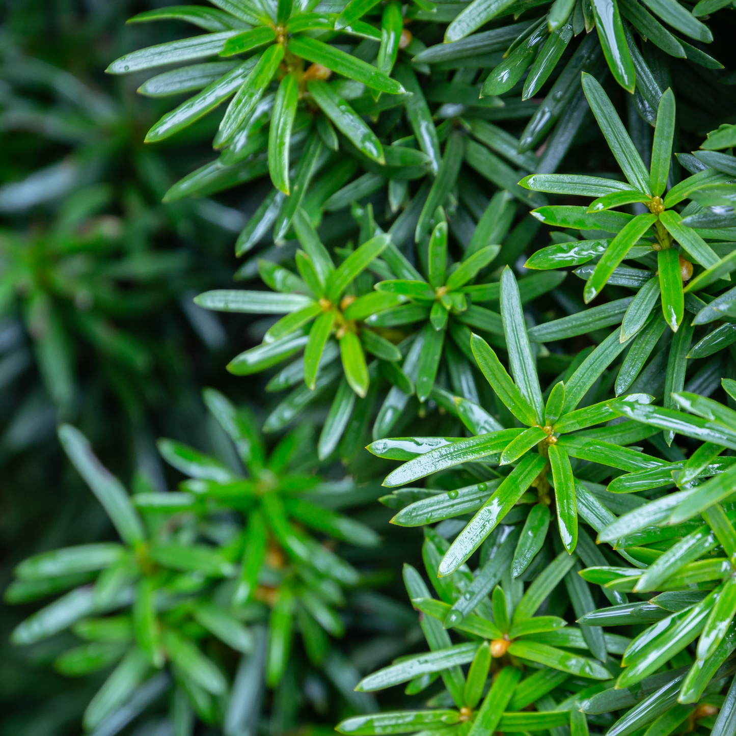 Taxus baccata 'Fastigiata Robusta' - Schmale Säulen-Eibe