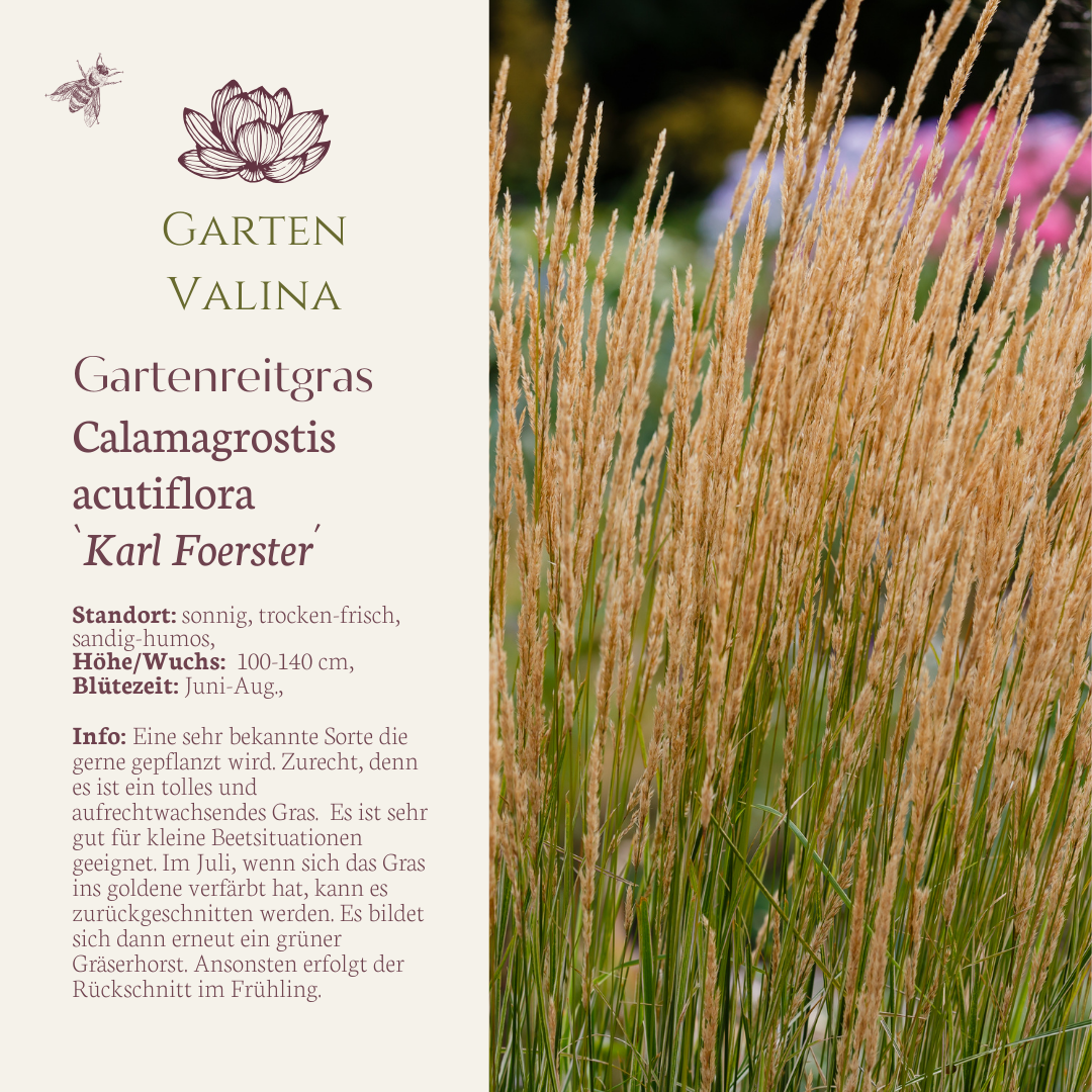 Gartenreitgras
