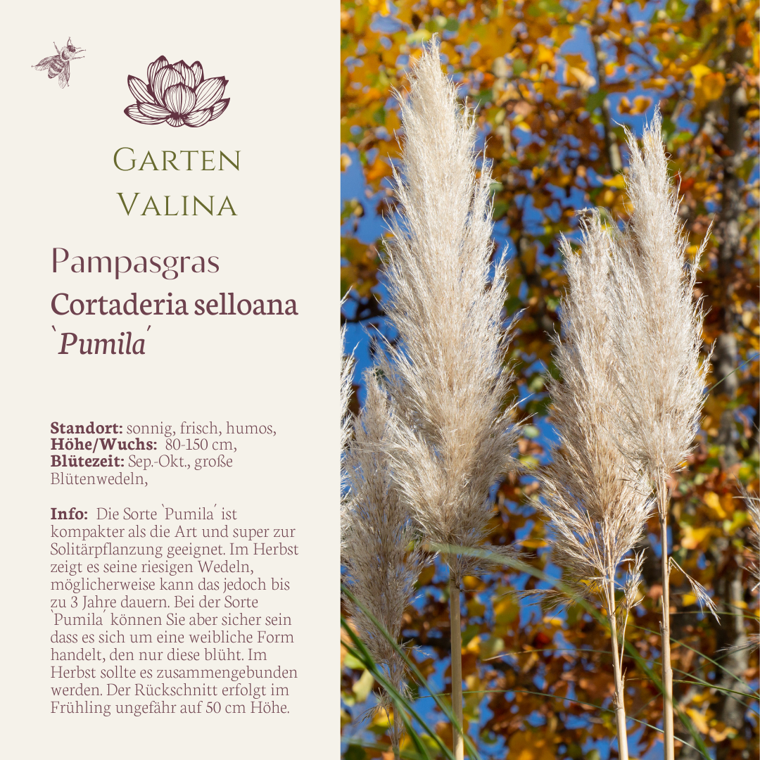Pampasgras `Pumila´
