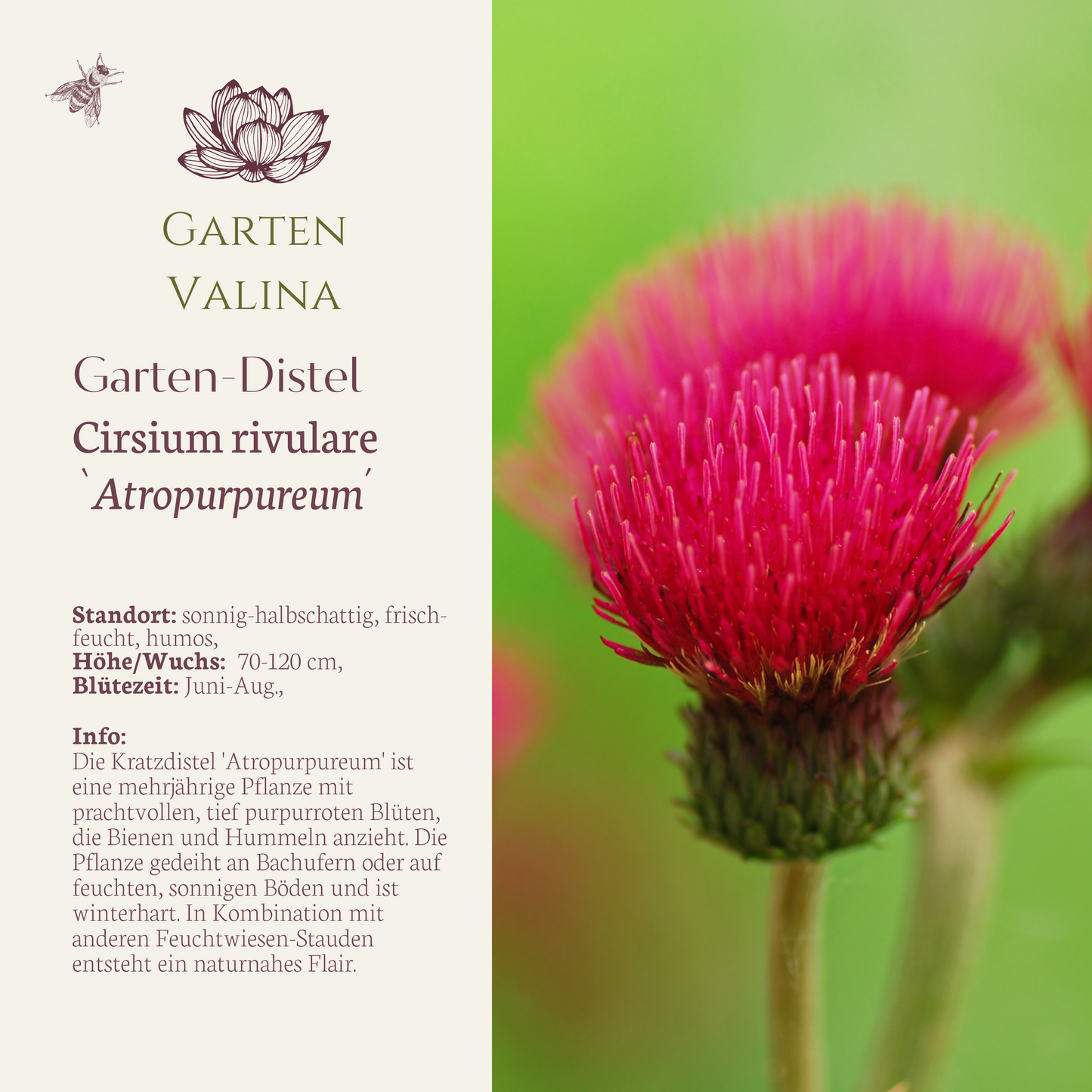 Garten-Distel `Atropurpureum´