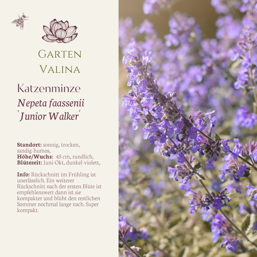 Katzenminze `Junior Walker´