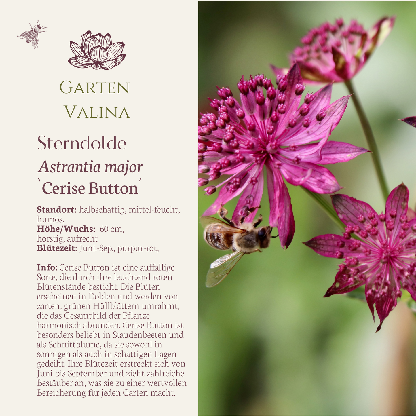 Sterndolde `Cerise Button´