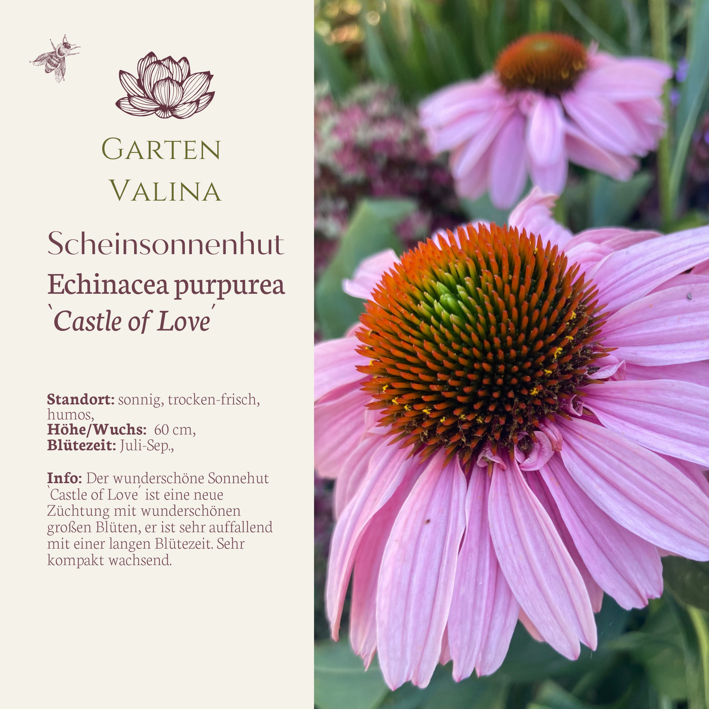 Scheinsonnenhut `Castle of Love´
