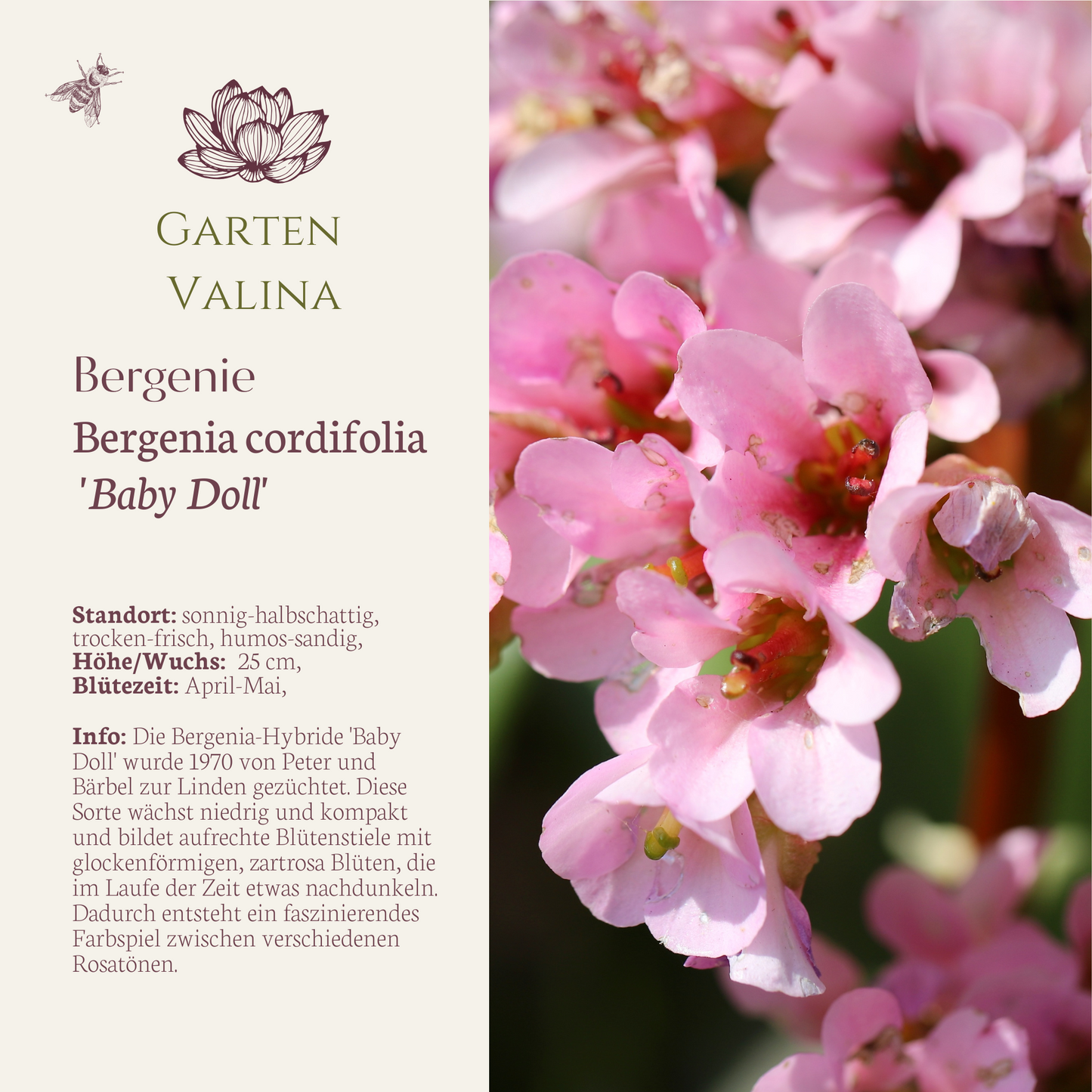 Bergenie Baby Doll