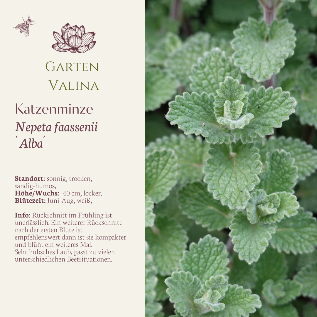 Katzenminze `Alba´