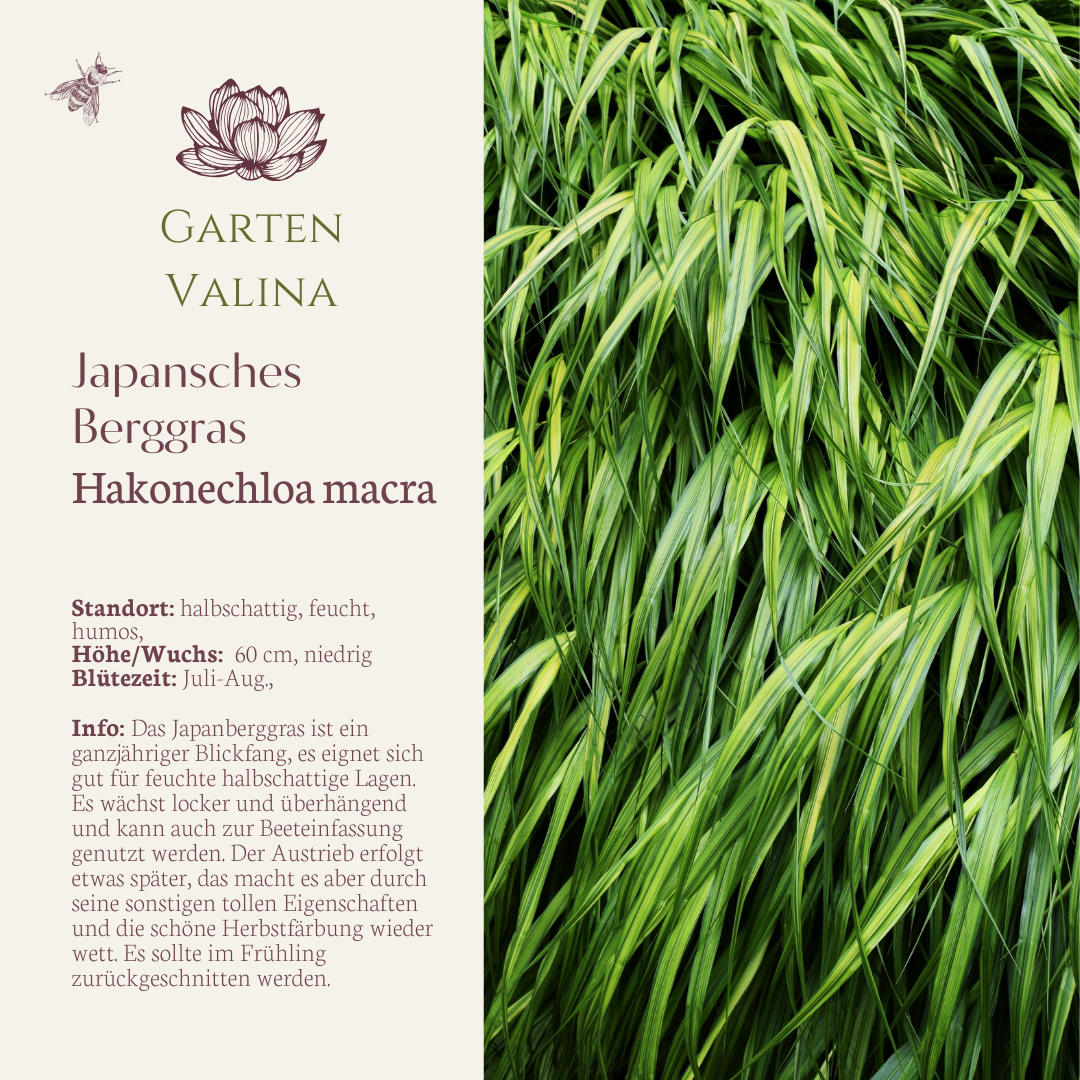 Japanisches Berggras