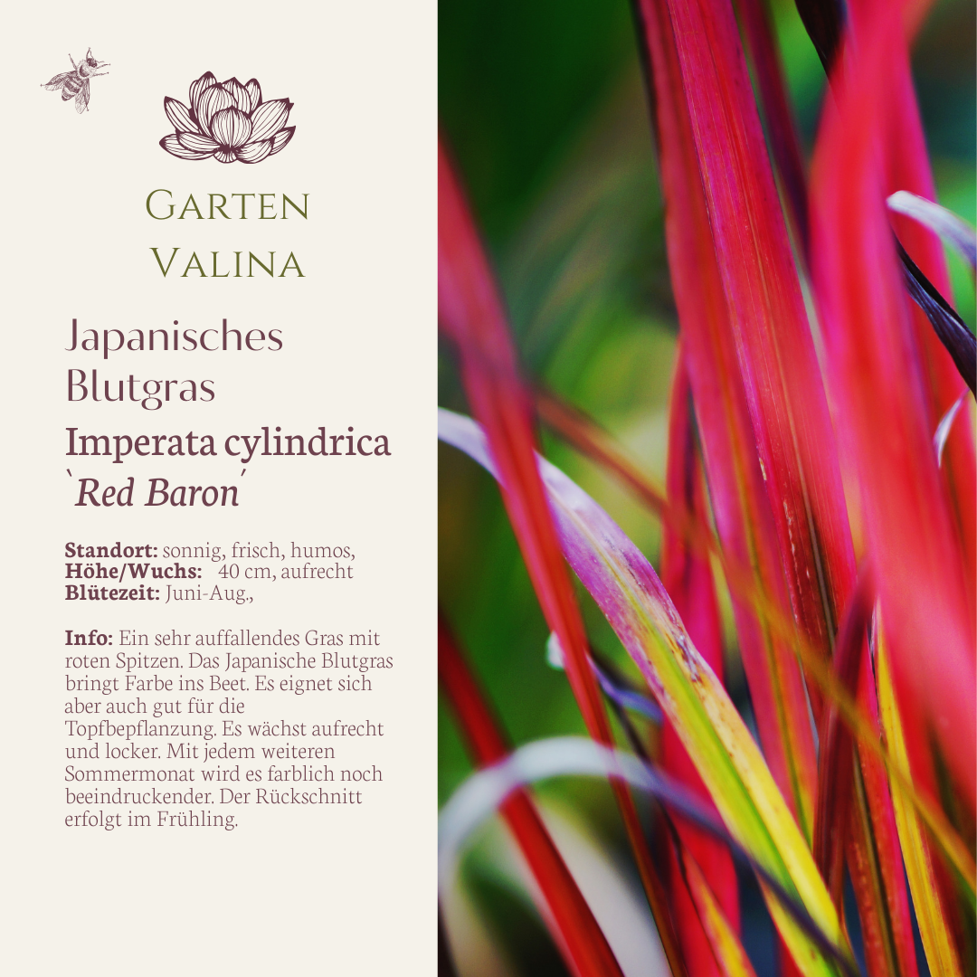 Japanisches Blutgras