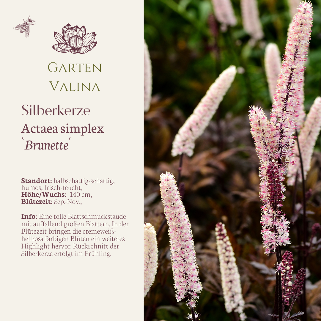 Silberkerze `Brunette´