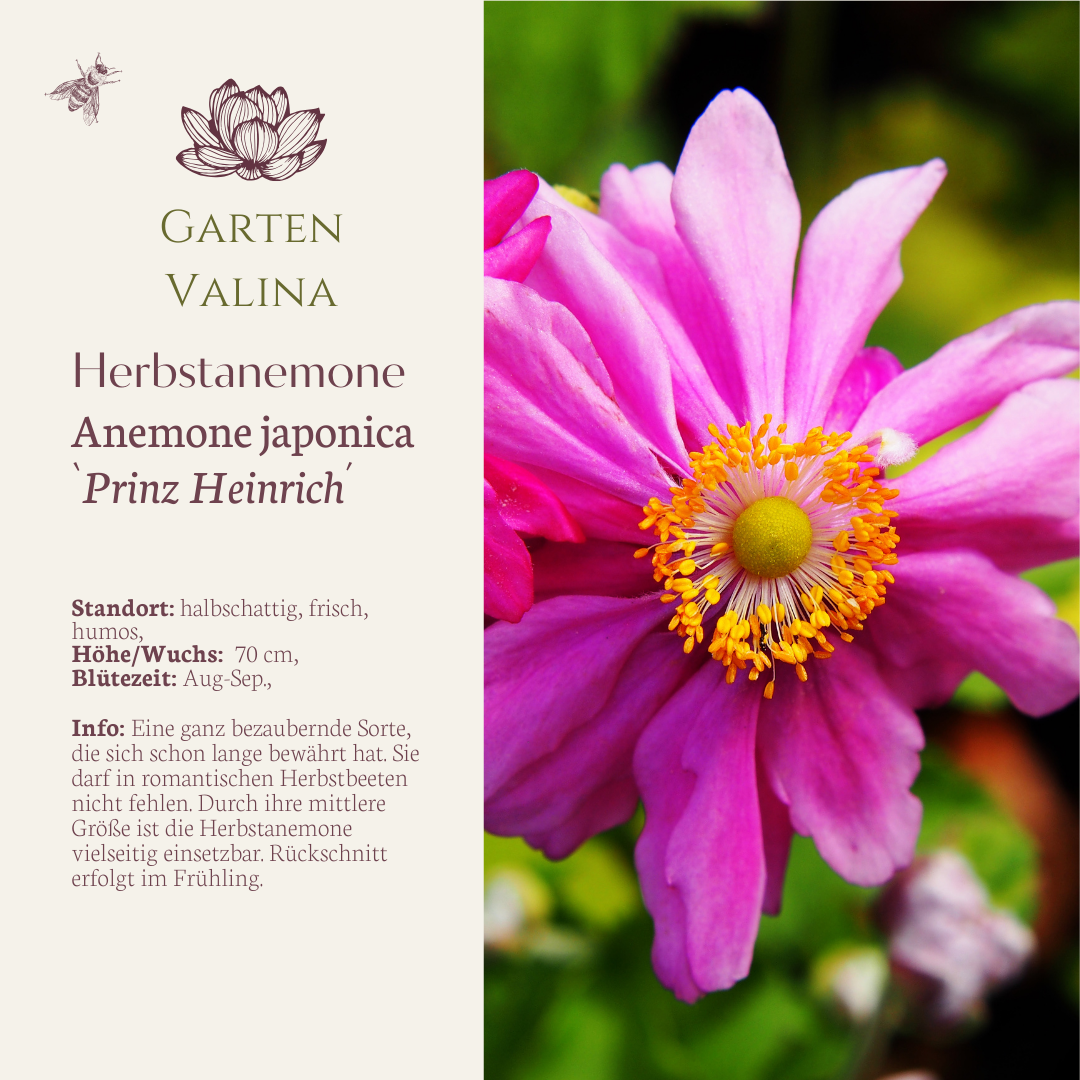 Herbstanemone `Prinz Heinrich´