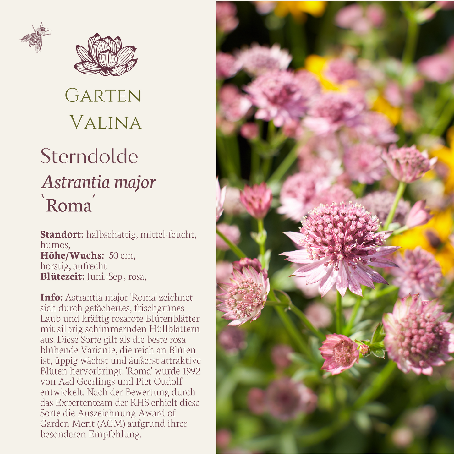 Sterndolde `Roma´