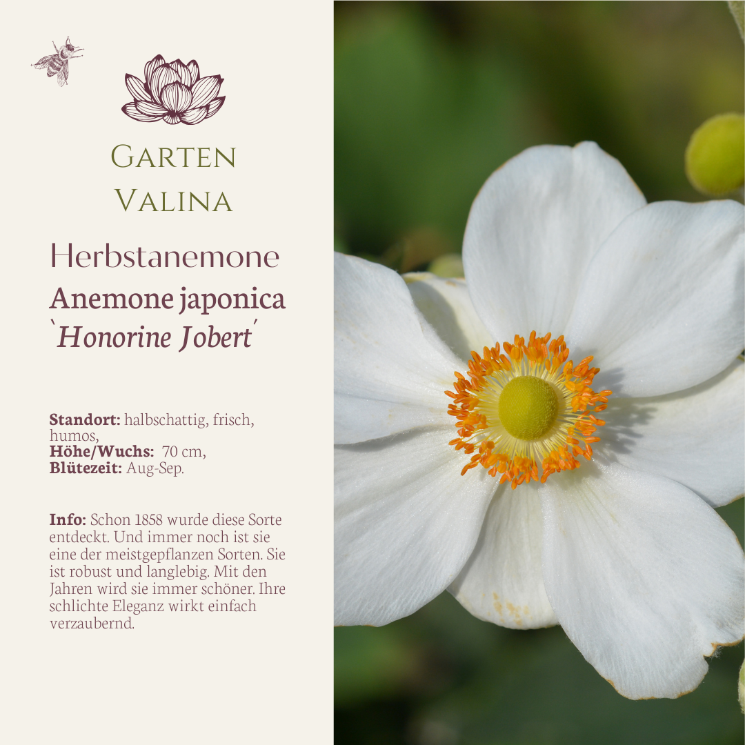 Herbstanemone `Honorine Jobert´