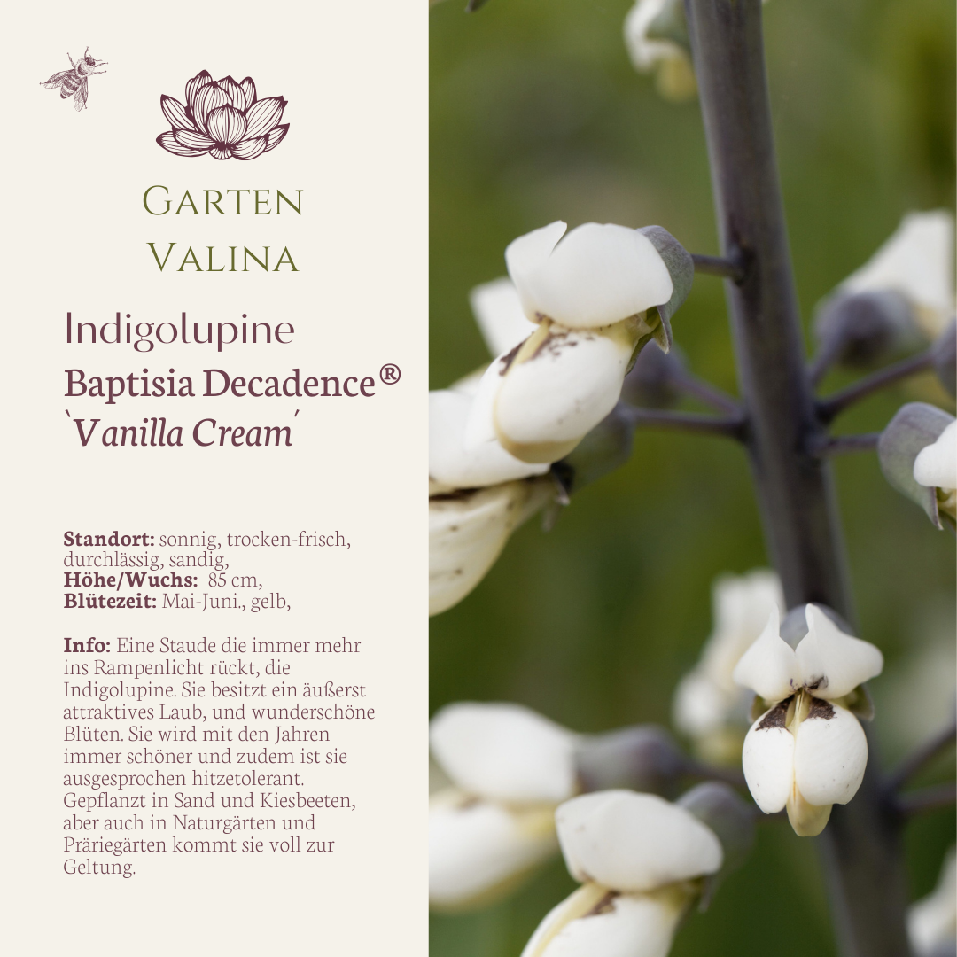 Indigolupine `Vanilla Cream´