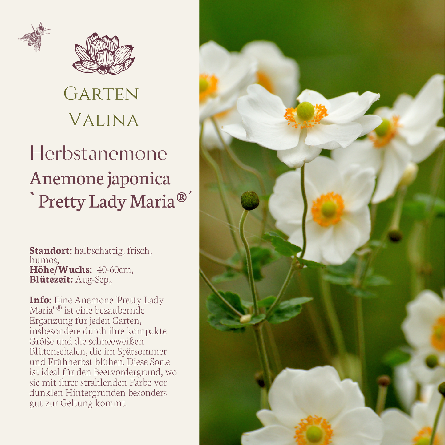 Herbstanemone `Lady Maria´