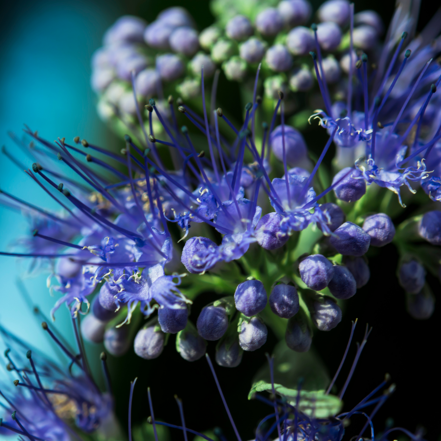 Bartblume `Grand Blue´