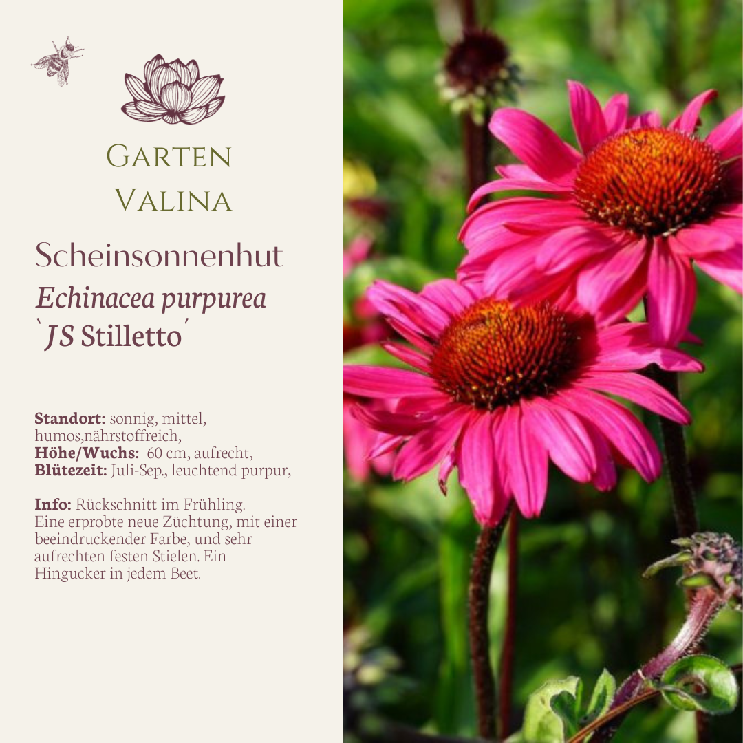 Scheinsonnenhut `JS Stilletto´®