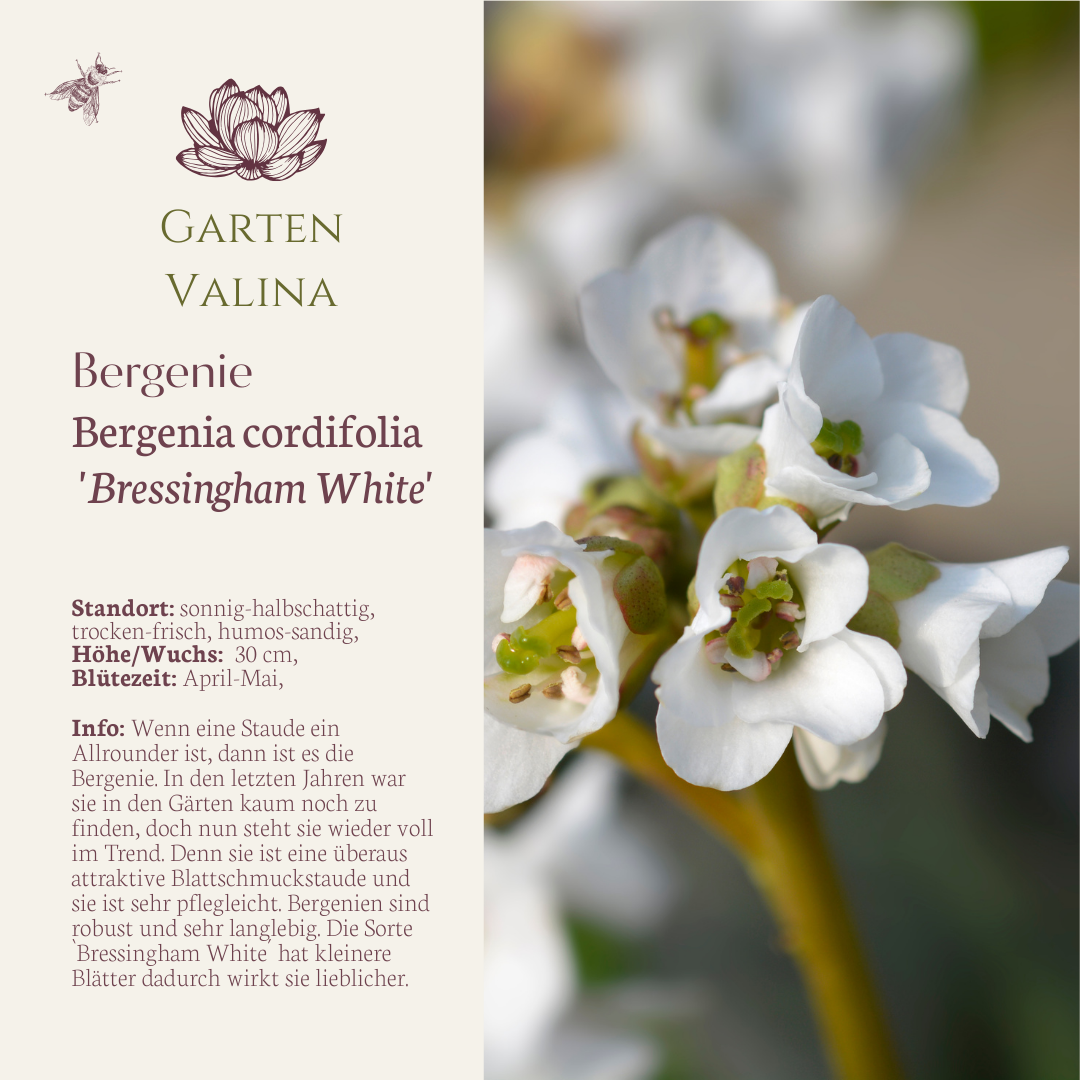 Bergenie 'Bressingham White'