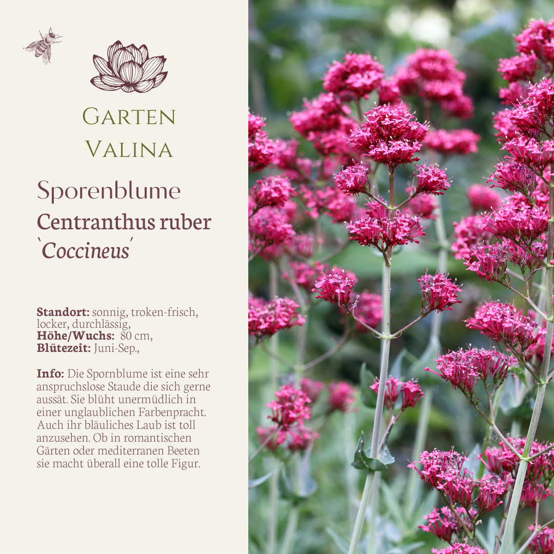 Spornblume `Coccineus´