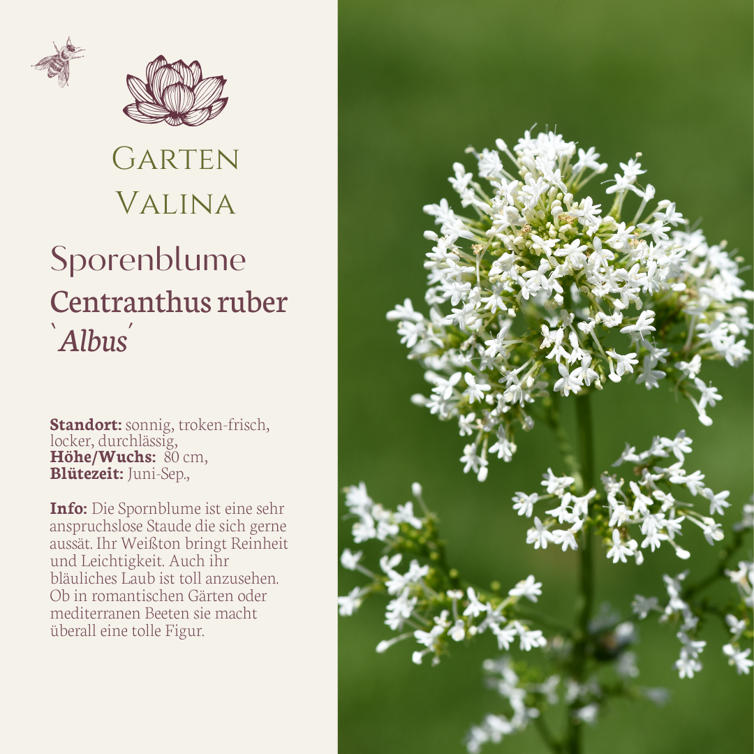 Spornblume `Albus´