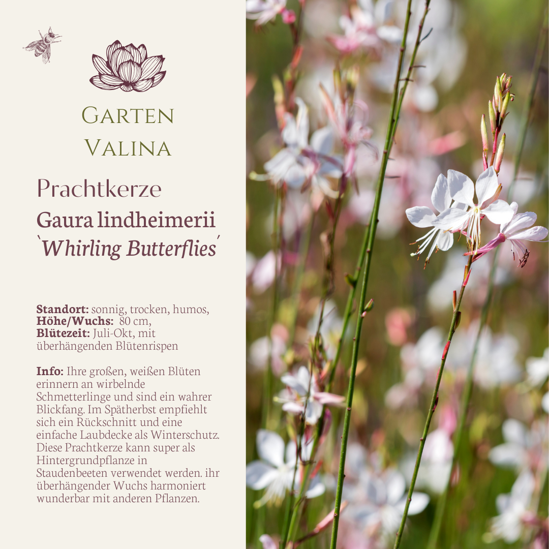 Prachtkerze `Whirling Butterflies´