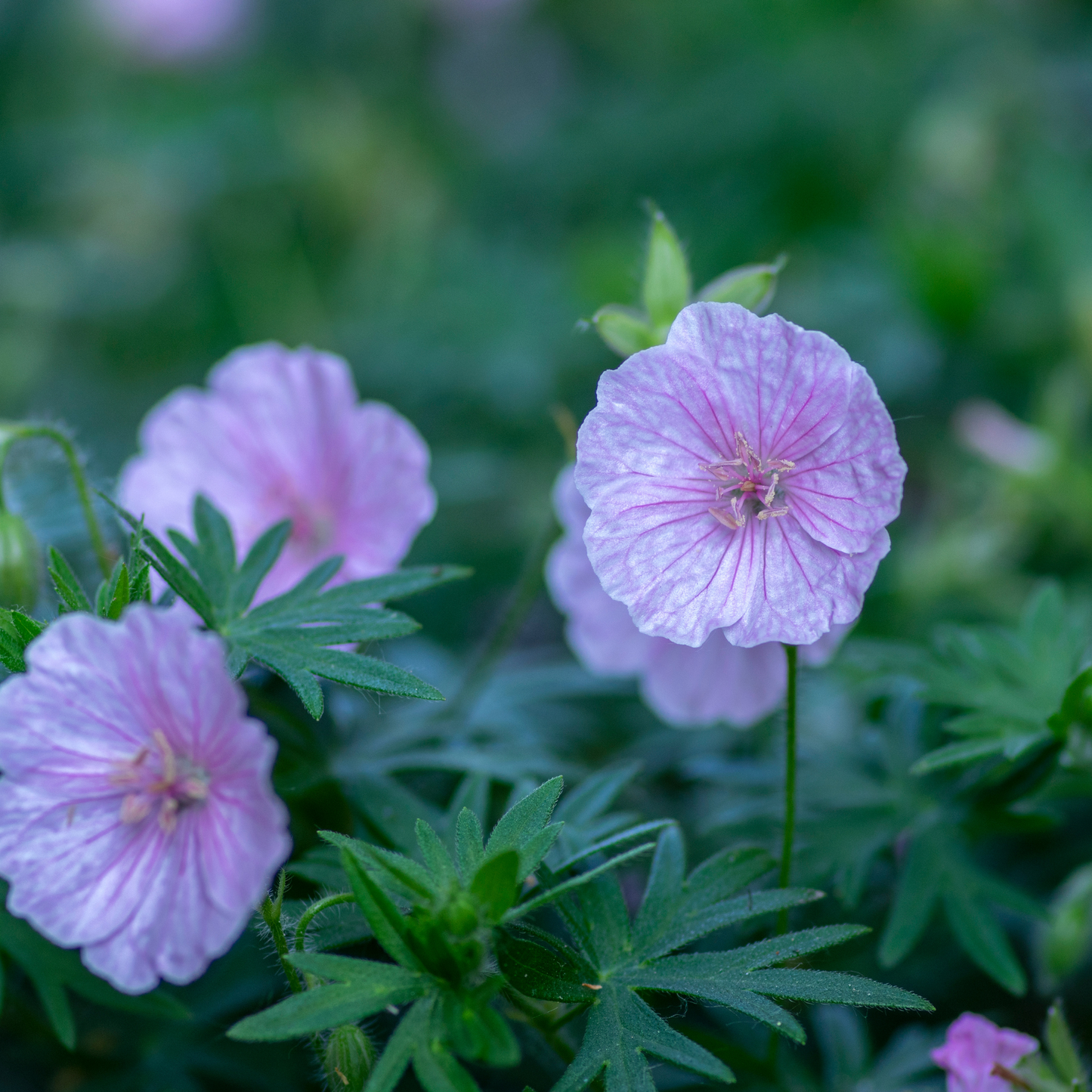 Storchenschnabel `Apfelblüte´