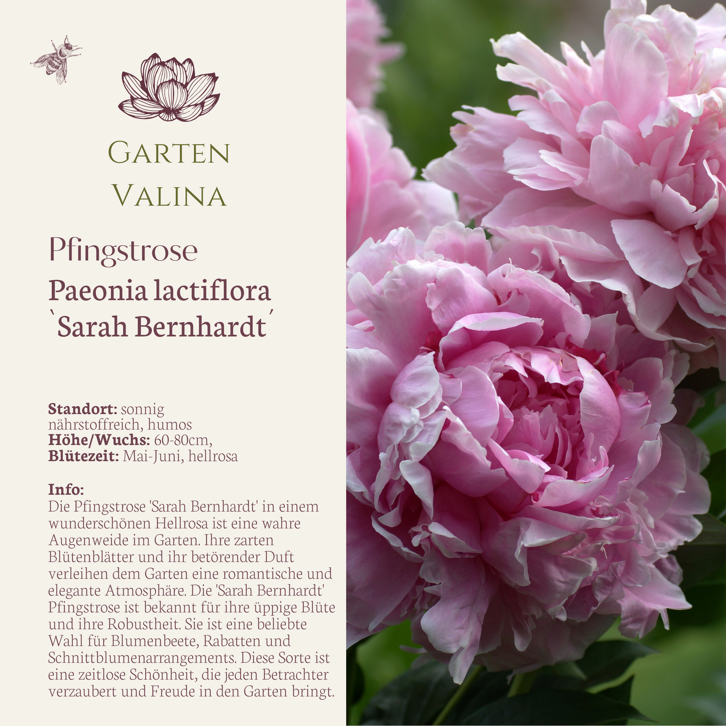 Pfingstrose `Sarah Bernhardt´