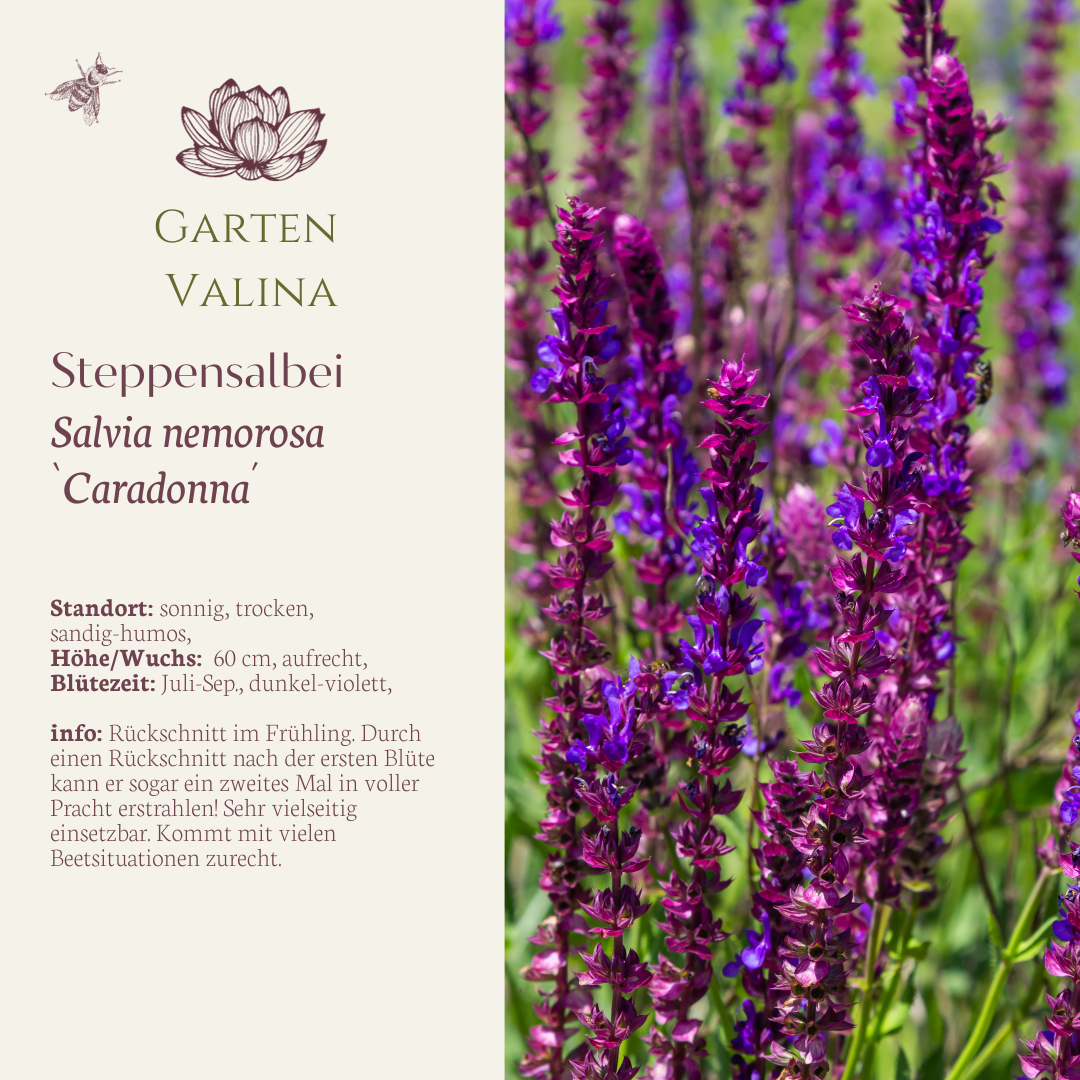 Steppensalbei `Caradonna´