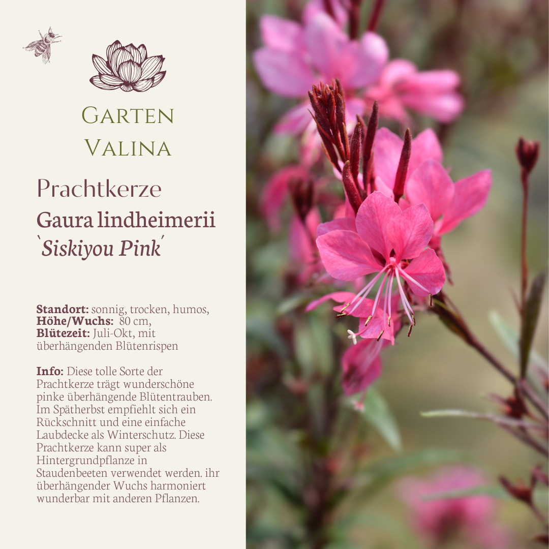 Prachtkerze `Siskiyou Pink´