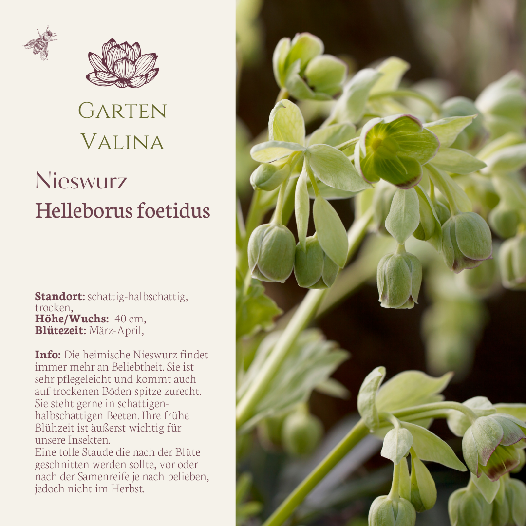 Nieswurz