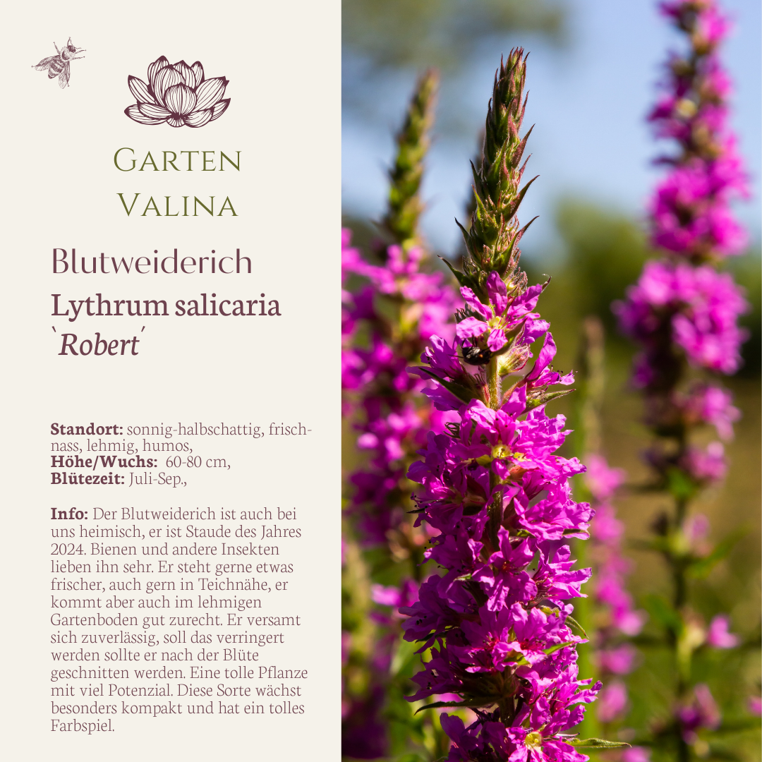 Blutweiderich `Robert´