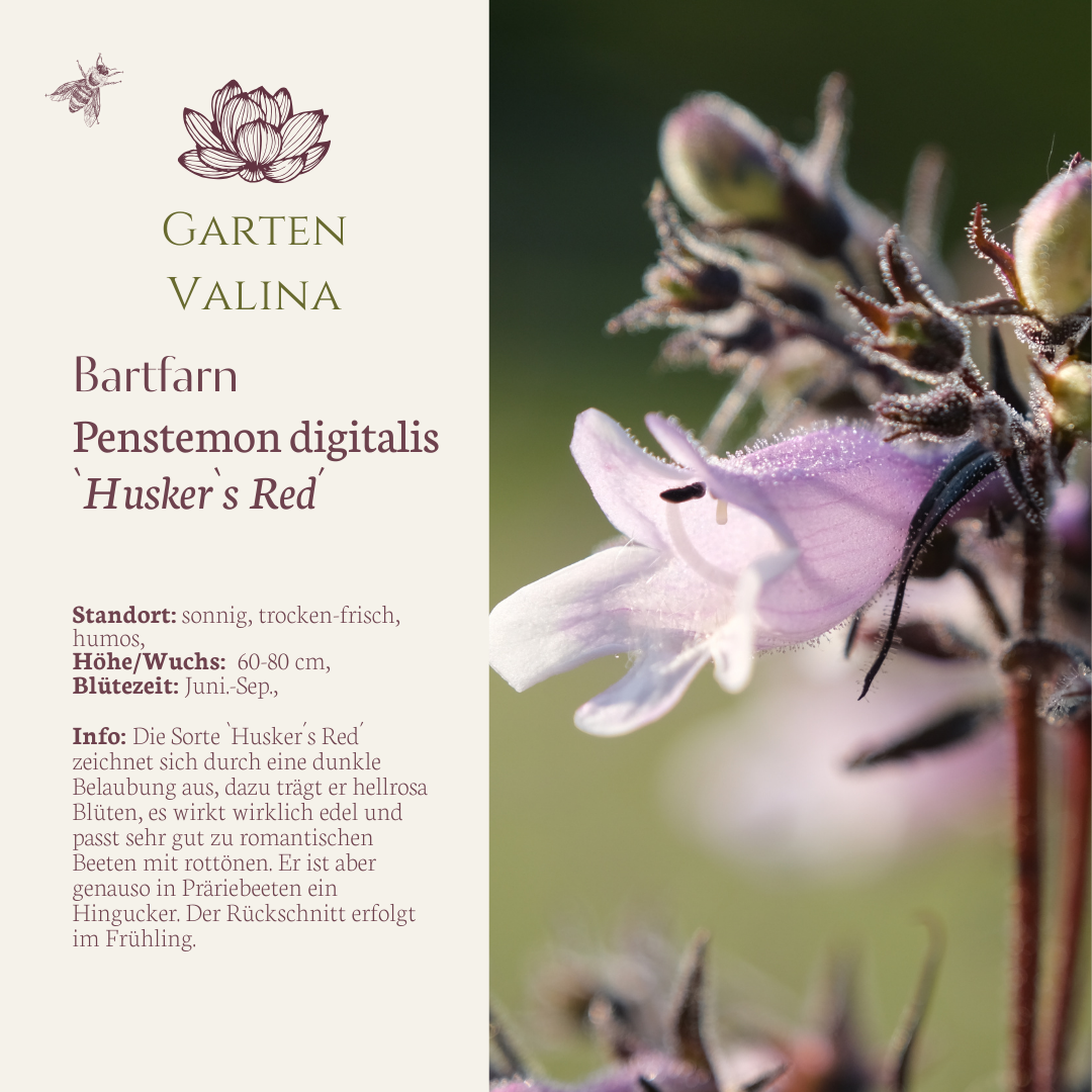 Bartfarn `Husker`s Red´