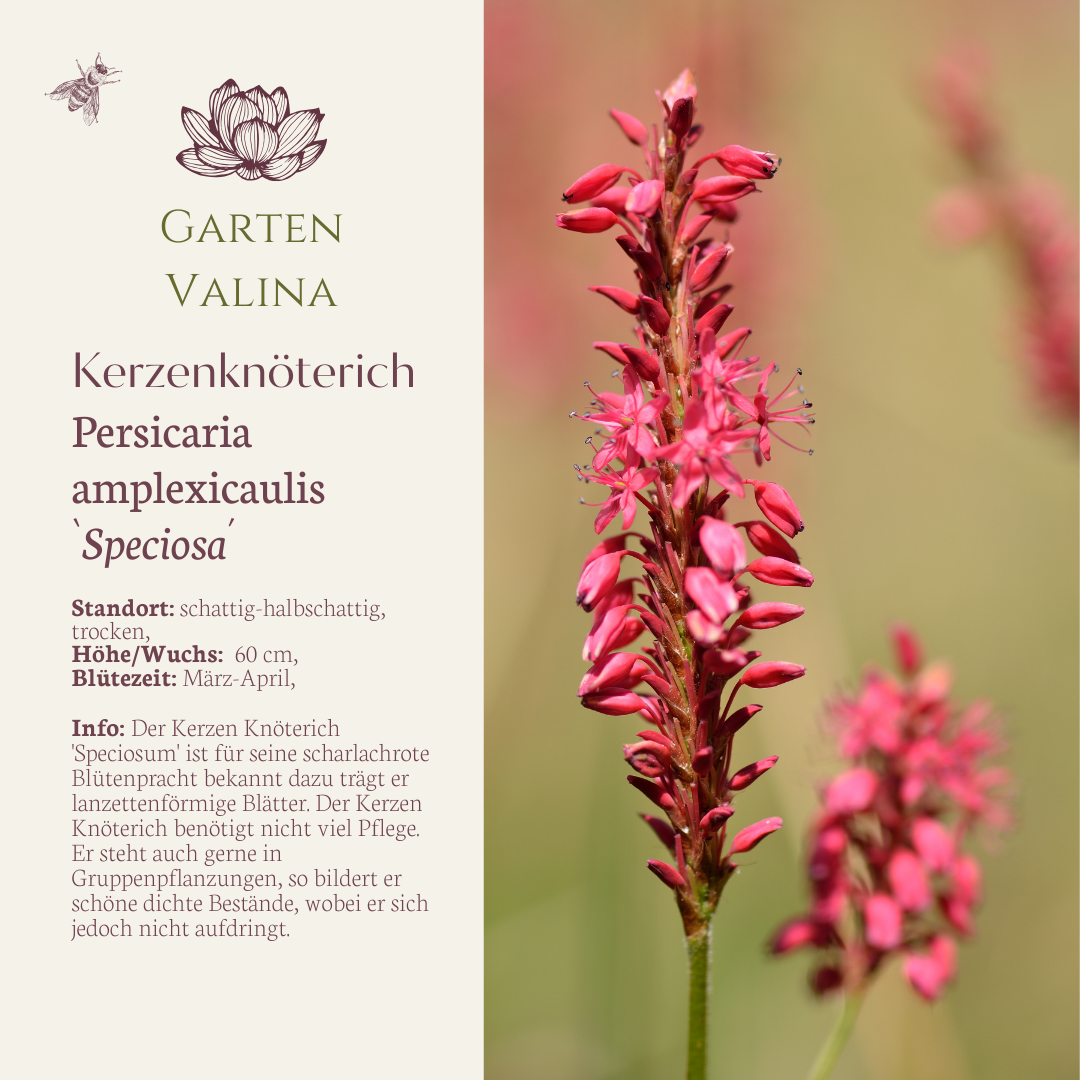 Kerzenknöterich
