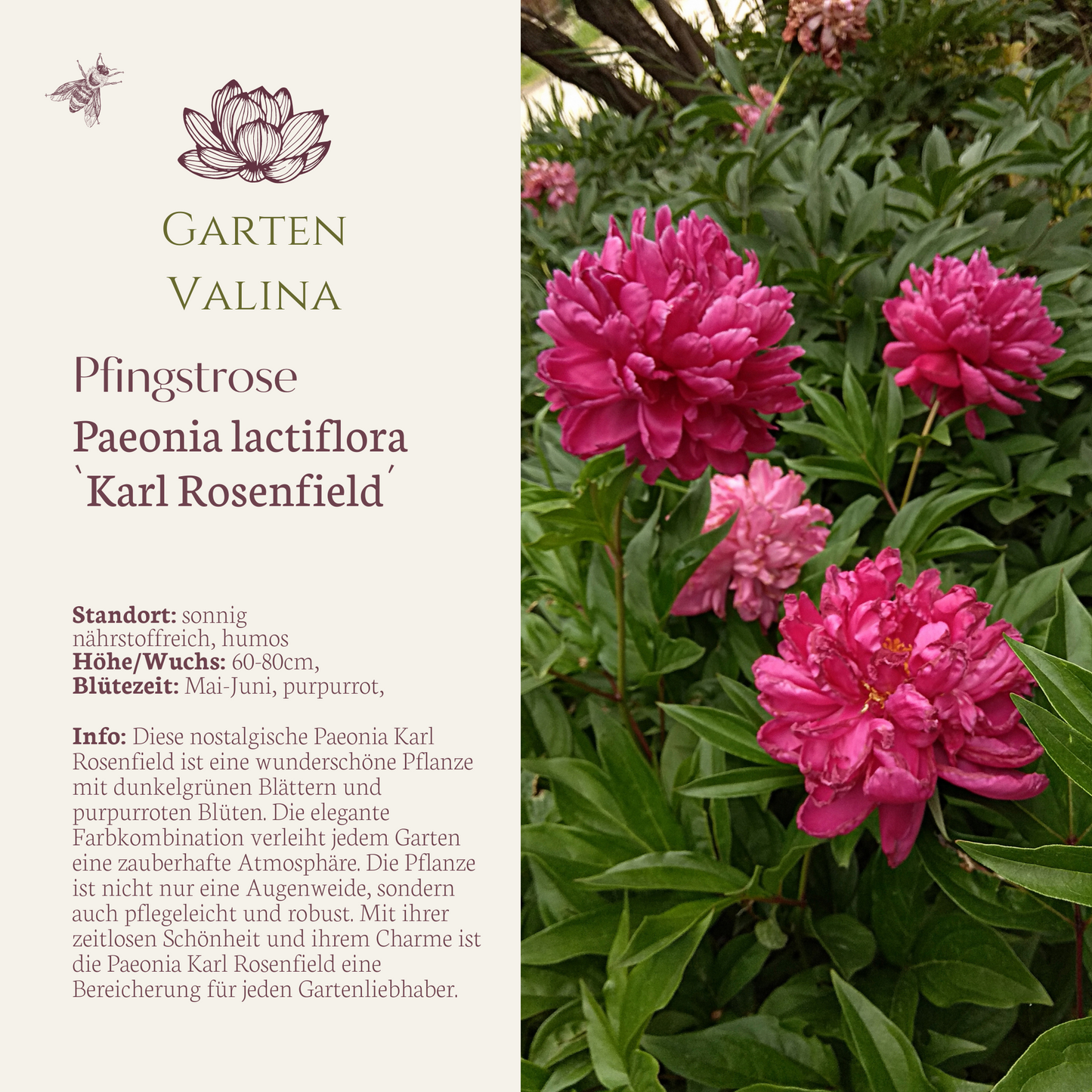 Pfingstrose `Karl Rosenfield´