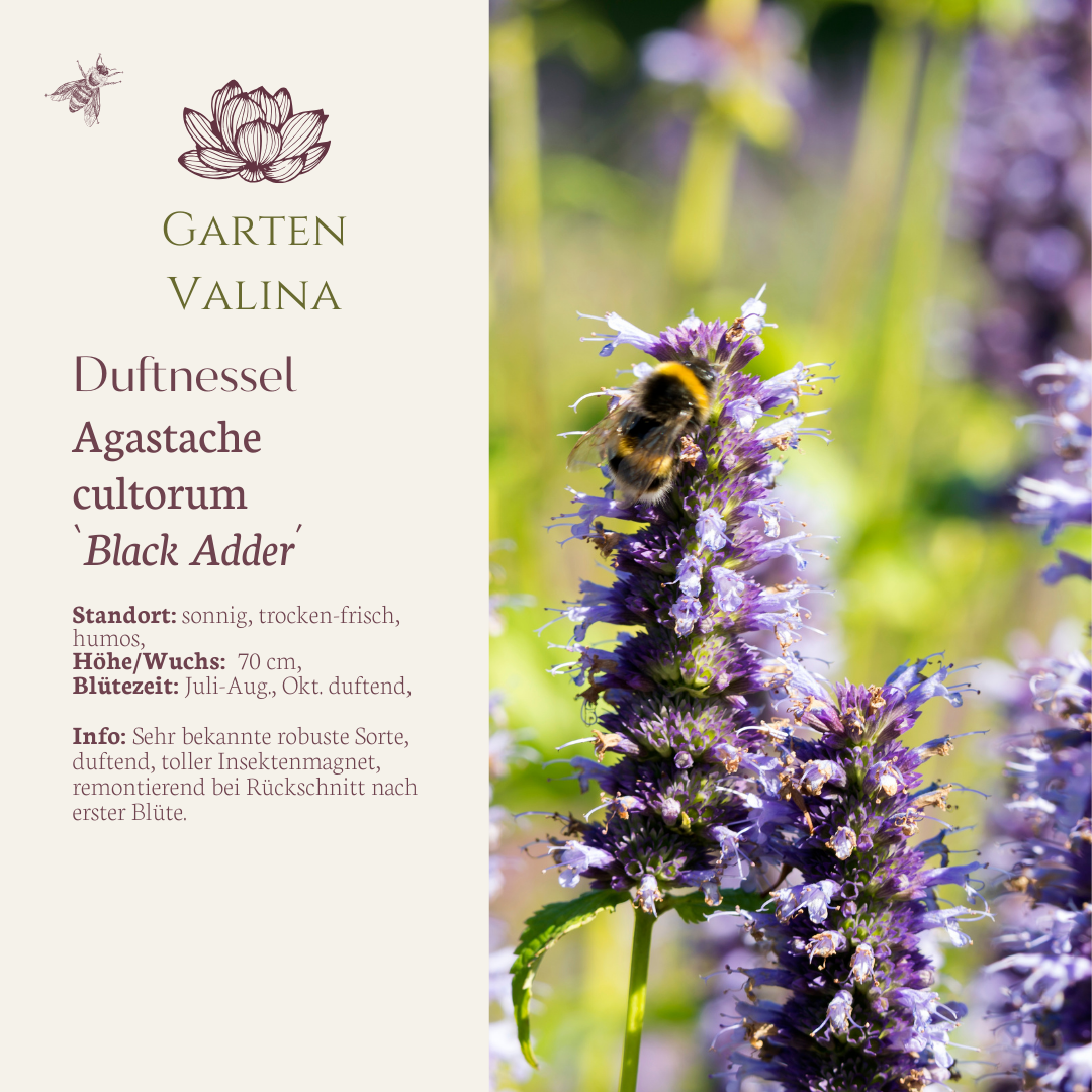 Duftnessel `Black Adder´