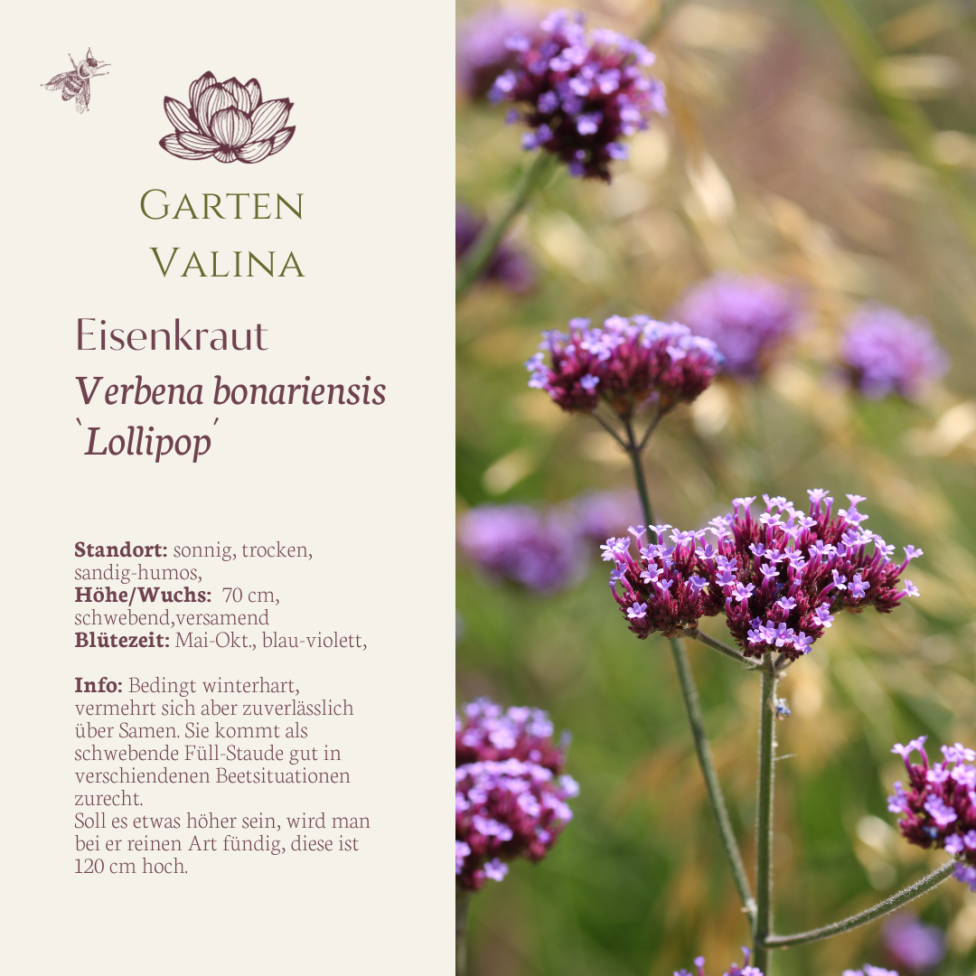 Eisenkraut `Lollipop´