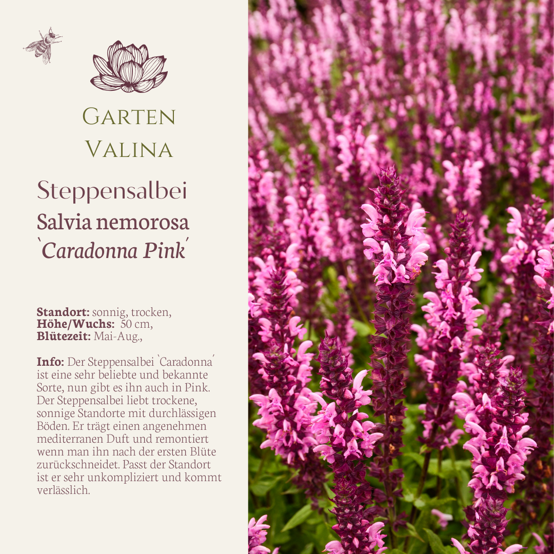 Steppensalbei `Caradonna Pink´