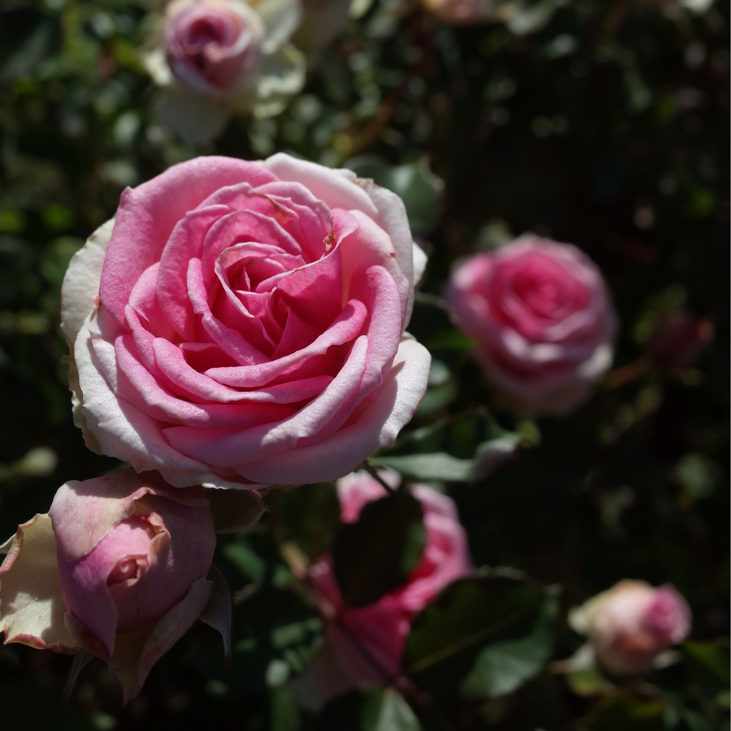 Rose `Eden 85´