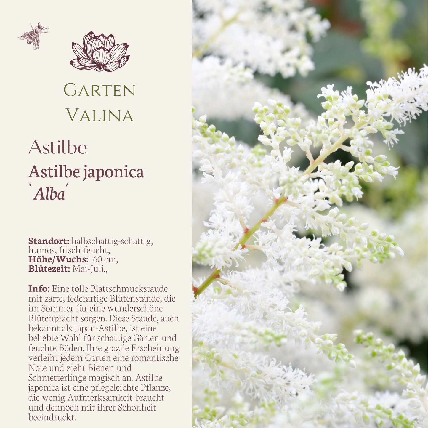 Prachtspiere `Alba´