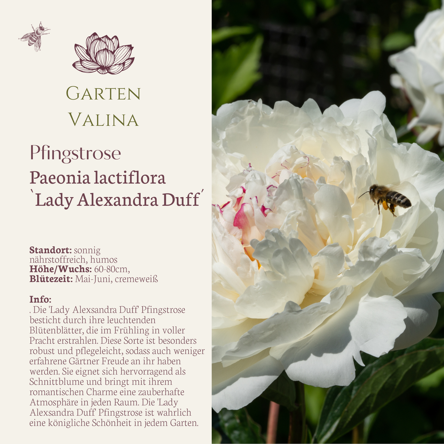 Pfingstrose `Lady Alexandra Duff´