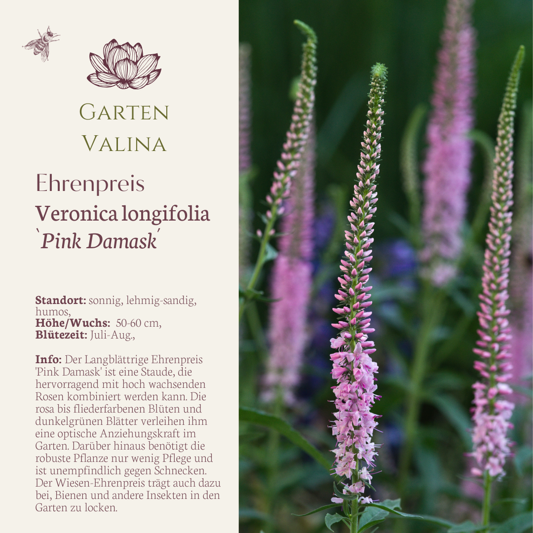 Ehrenpreis `Pink Damask´